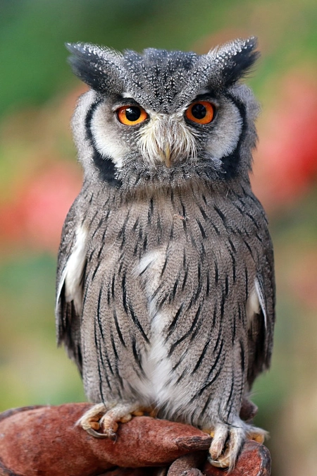 カウントダウン開始！はポンちゃんの誕生日になりました。残り7日、頑張ります。