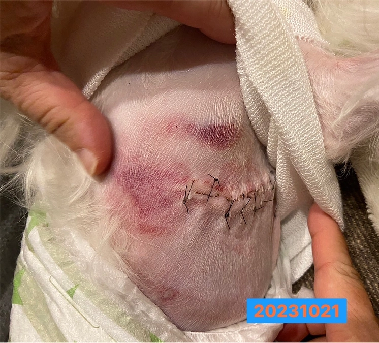 萌は勇敢に抗凝血薬を飲み、回復に努めている✨❤️