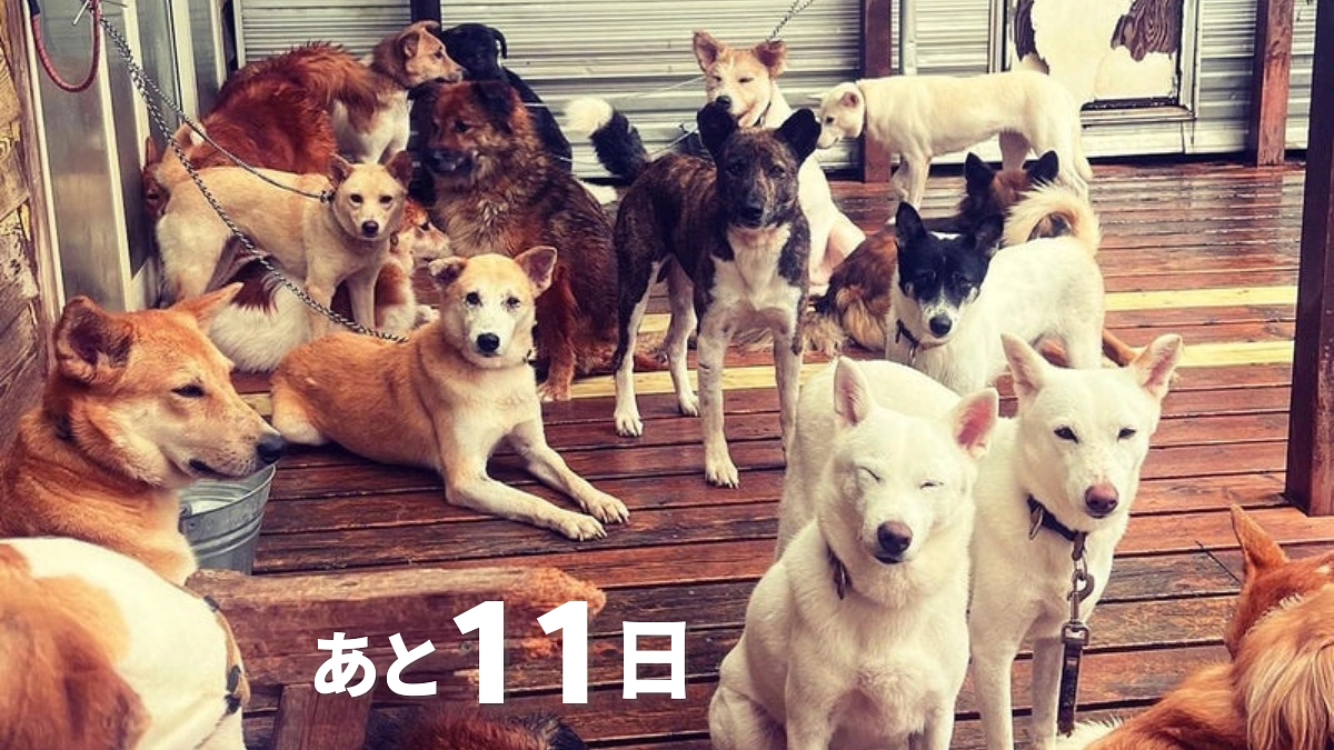 あと11日！センターにいる子が全て捨てられたわけではない。犬の命と向き合うことは、 人と向き合うこと