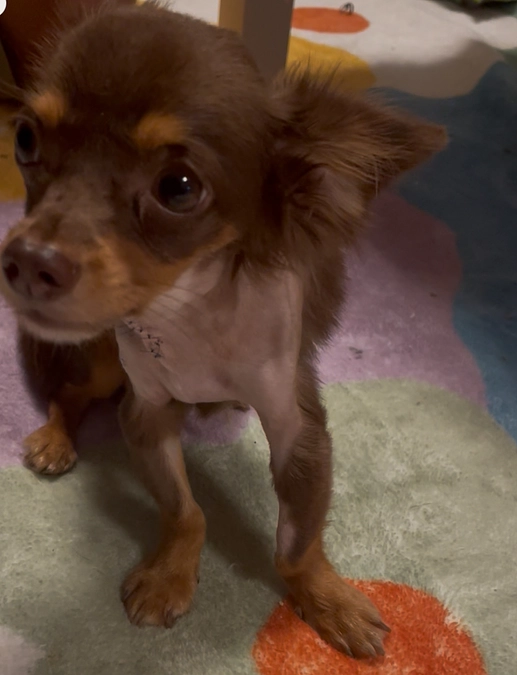 【活動報告 Vol.3】 ～手術から2週間〜