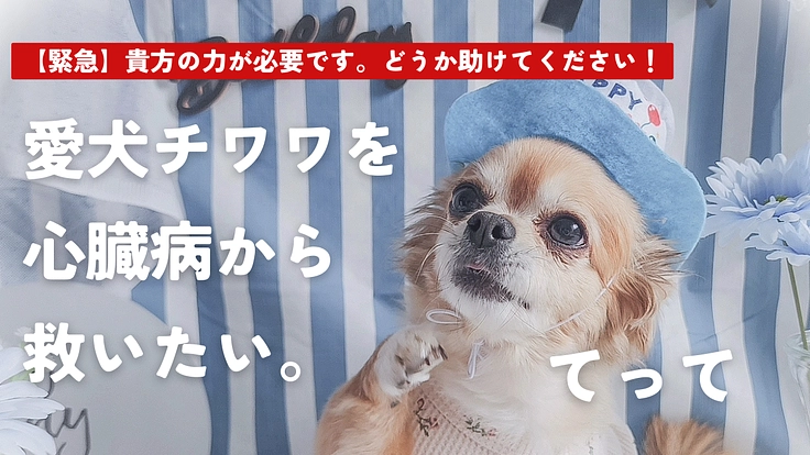 心臓病【僧帽弁閉鎖不全症】のてっての命を救いたい
