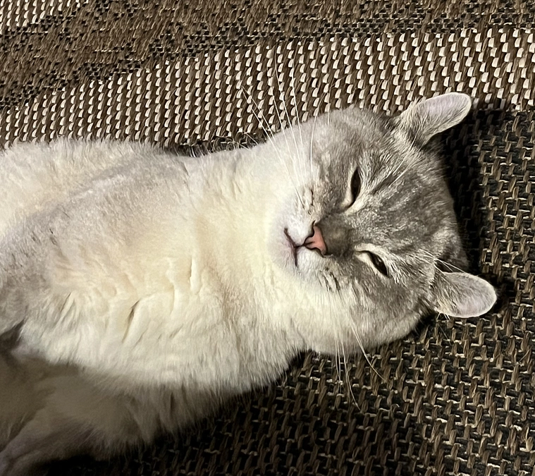 公開日６日目です