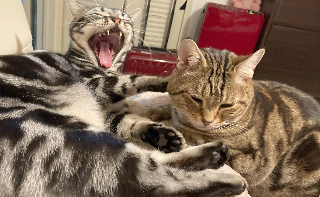 感謝のお礼メールとmocoやどらきち(弟)の写真