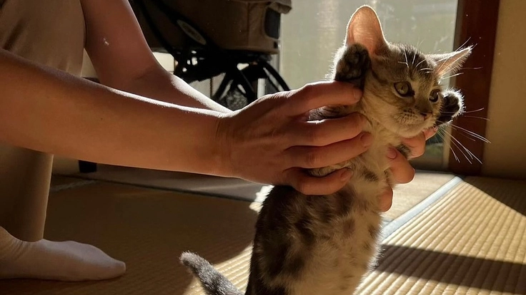 保護猫出身・飼い猫らんまるのFIP再発治療プロジェクト