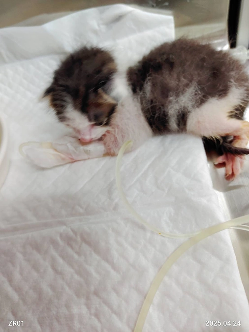 4月８日岡山市保健所よりレスキューされた乳飲み子たちのその後