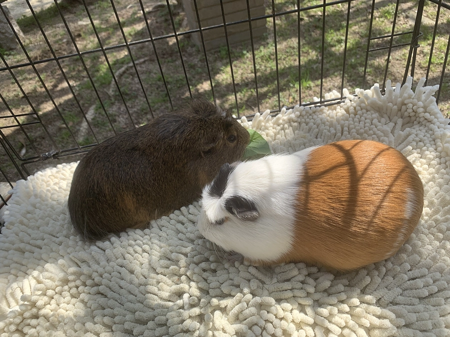 何でも承ります（≧∇≦）