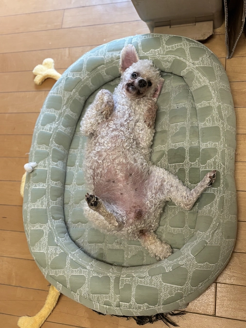 小さいけど図々しくて