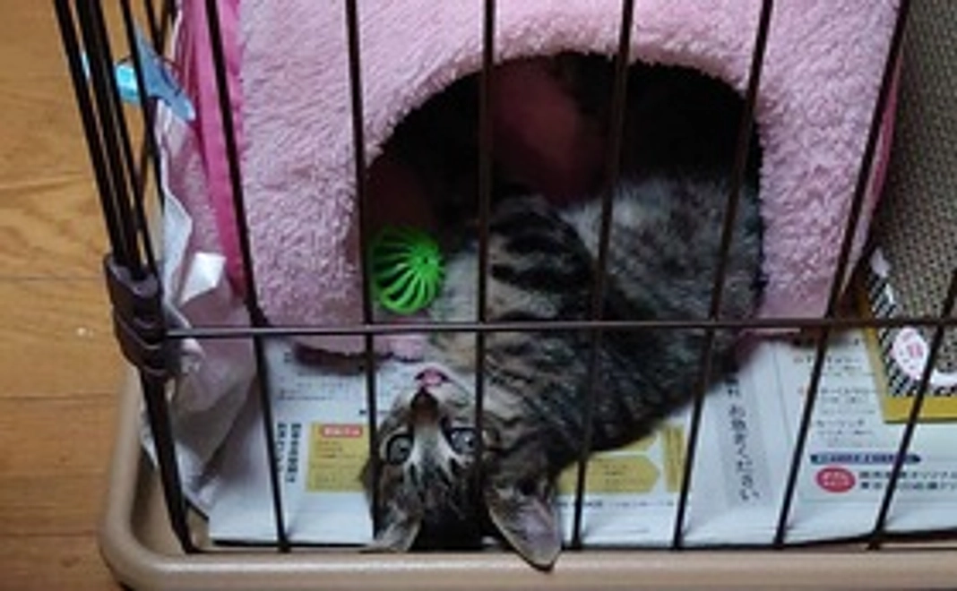 ご支援をお願いします。