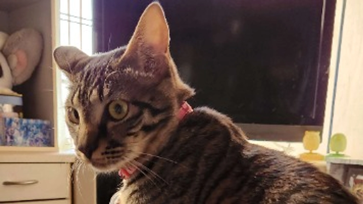 楓日記(10月19日)🍀クラウドファンディング終了まで残り２７時間🍀