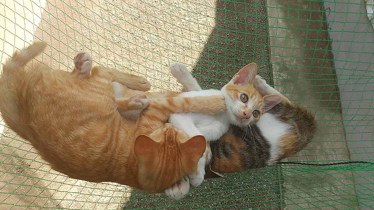 ハンモックでねんね😌