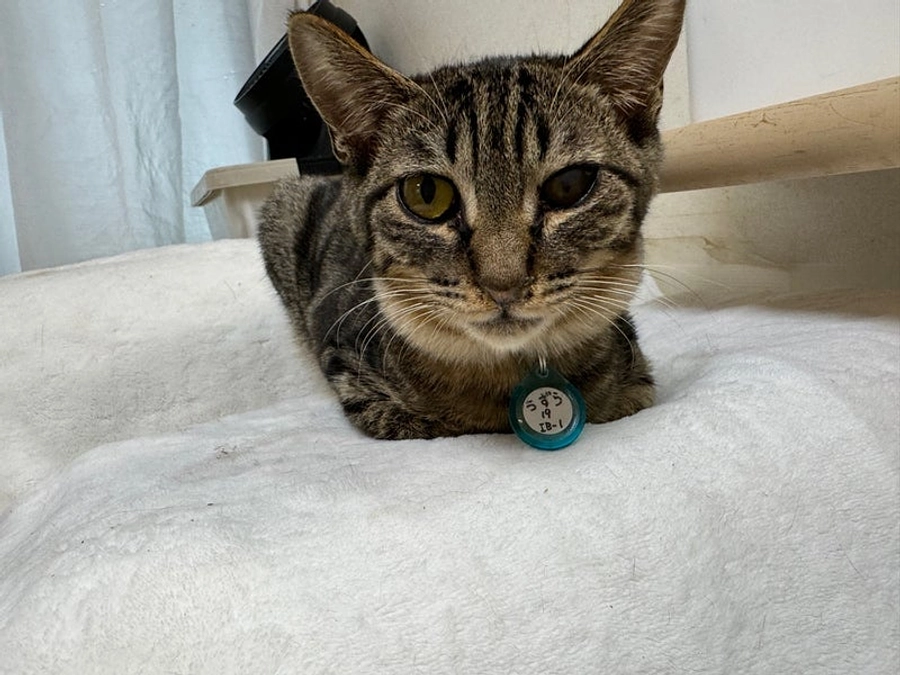 うずら君とピノ君素敵なご縁を待っています