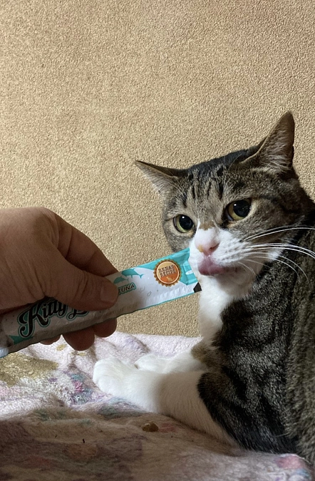 保護猫ボランティア猫にゃんズさんのニャンズハウスへ行ってきました