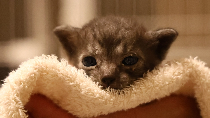 漏斗胸の保護猫いぶきを救いたい