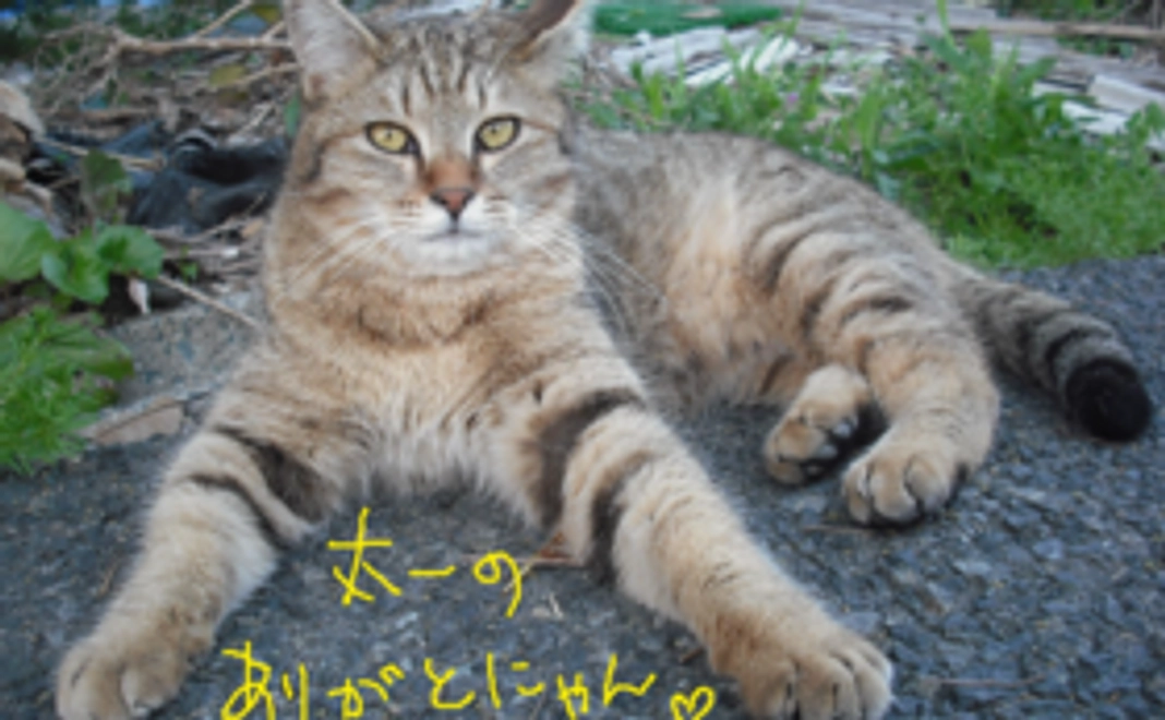 イケメン猫太一より、ありがとうございますの気持ちを込めて画像付きのメール。