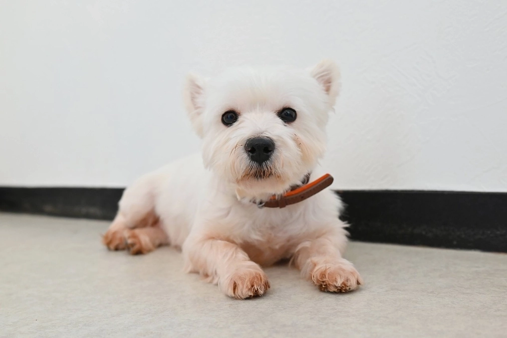 【保護犬紹介】なでなでが大好きな、おしとやかなウェスティの女の子！