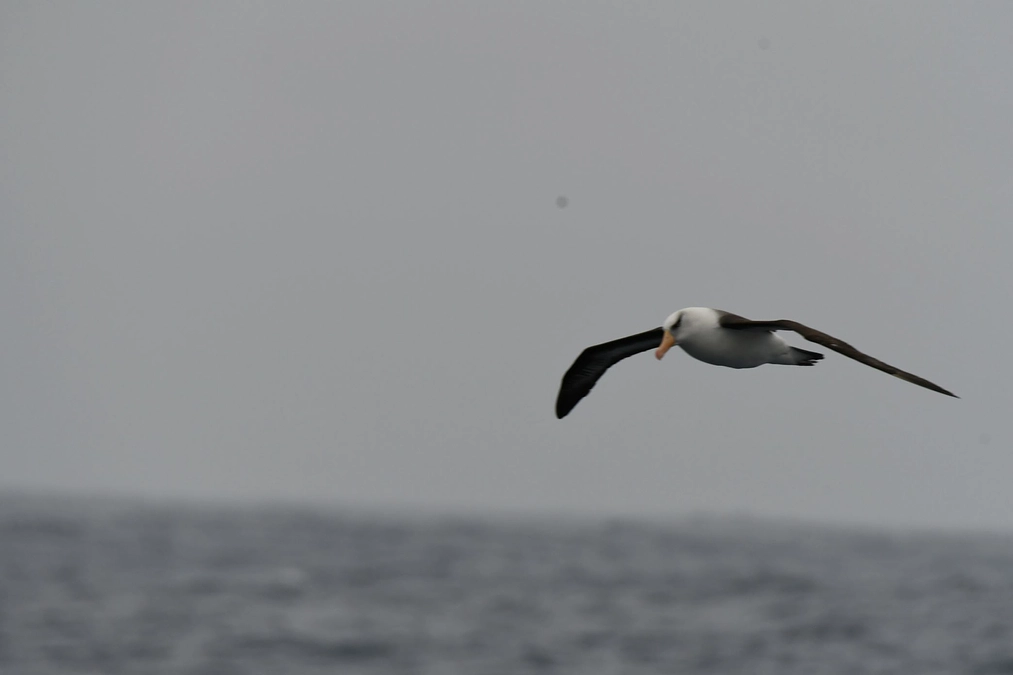 2024年1月30日「トリ活」