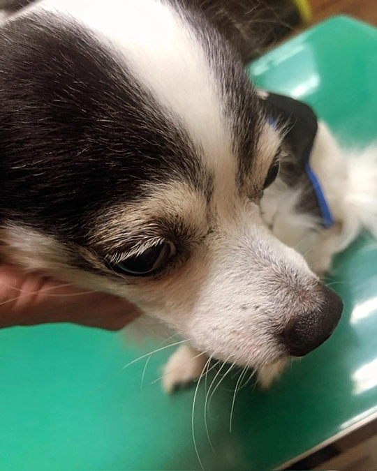 術前検査の日が決まりました