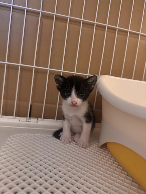 母猫の健康を祈って腸に優しいフード