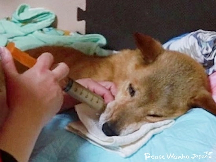 「老犬ハウス」で最期まで幸せに暮らせるように