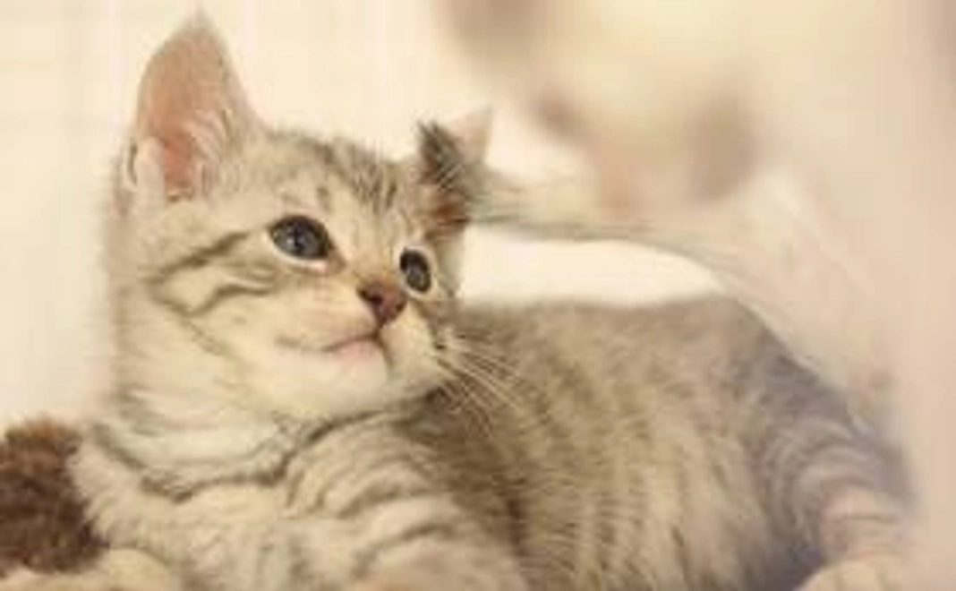 サンクスメール