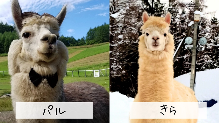 ビバアルパカ牧場｜皆様とアルパカ達の憩いの場を、より快適な環境へ 3枚目