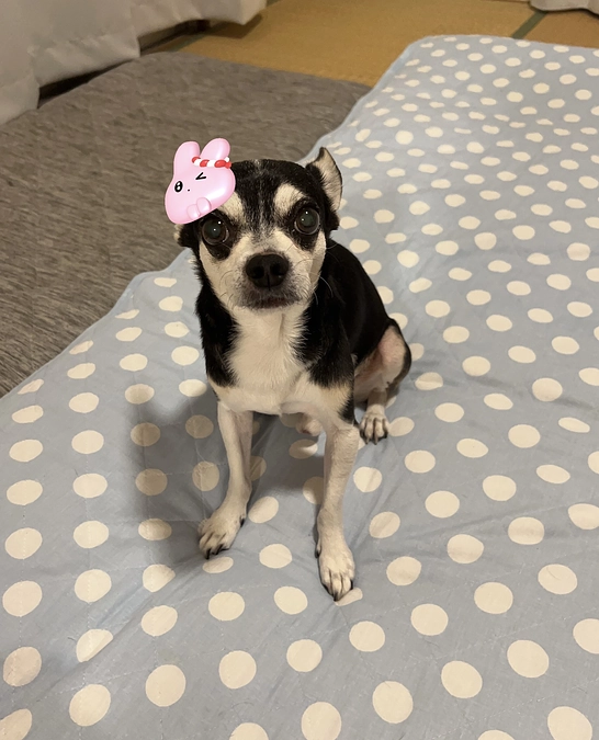 夏祭り気分🌻🍉🎐