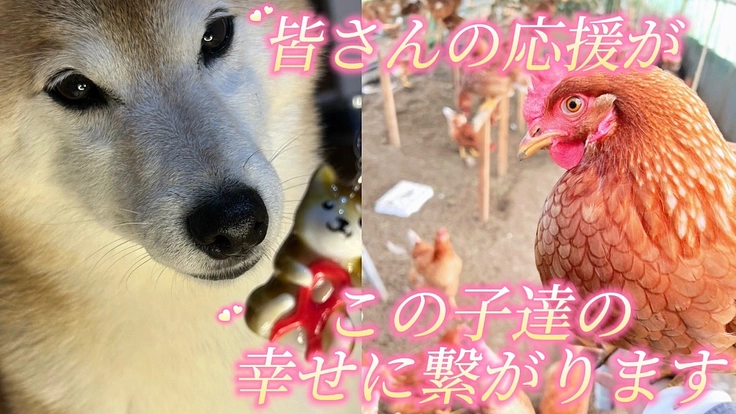 保護犬活動も応援できる”命をつなぐ”平飼い養鶏場の規模拡大 - クラウドファンディング READYFOR