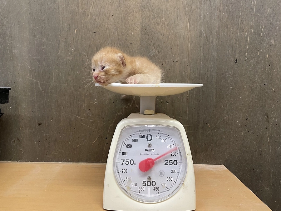 150グラムの赤ちゃん