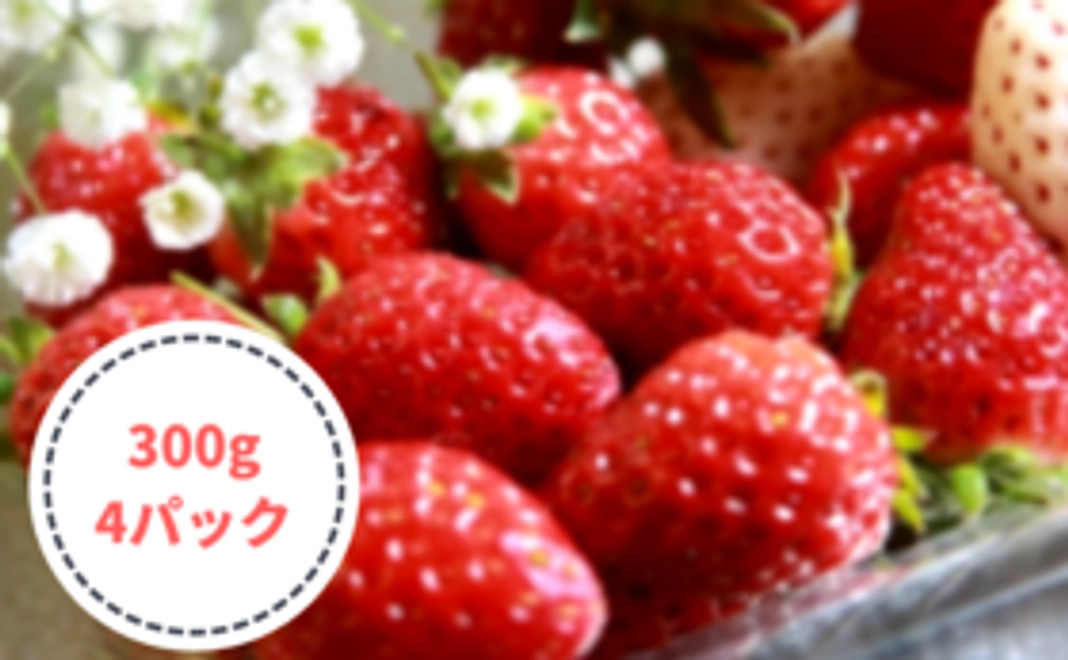 初めて収穫する甘いイチゴお得セット