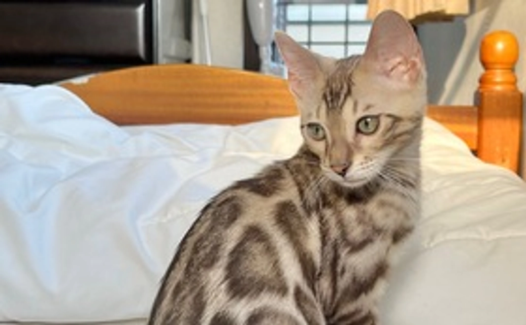 お礼のメール、画像1枚