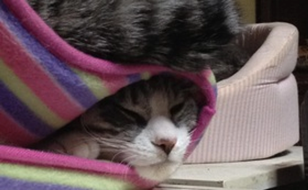 サンクスチェキ（１カット・郵送）