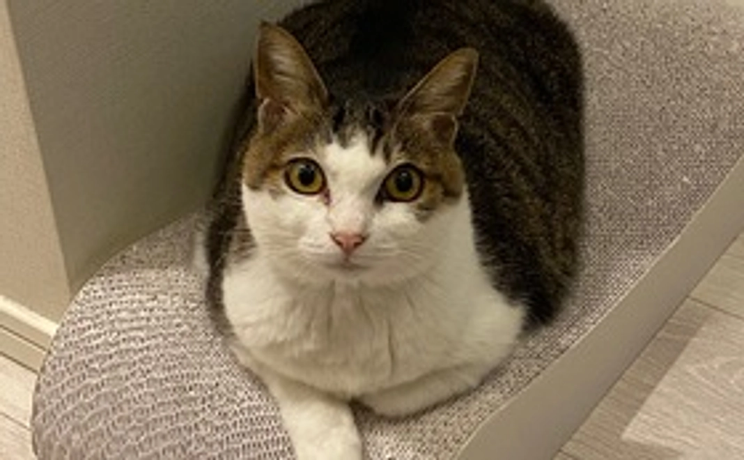 2:感謝のメール+にゃんこ先生の写真+(猫の首輪)