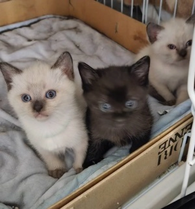 黒ママファミリー　ビフォーアフター