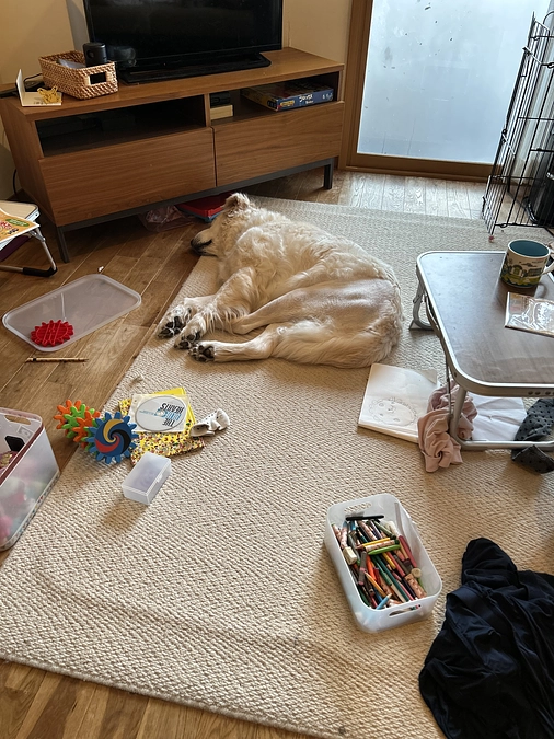 術後3週間経過(お座りできるようになった)