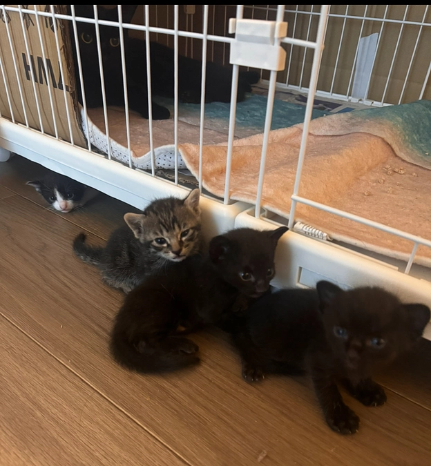 母猫の状態と子猫の性別