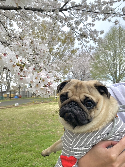 あと３５時間！クラファン達成を願って！桜を見に行きました。