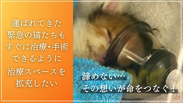 命の線引きをせず全ての猫たちのために。たんぽぽの里、覚悟の挑戦 のトップ画像