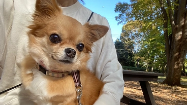 命の期限が迫っています！ [僧帽弁閉鎖不全症]ビビを助けて下さい のトップ画像