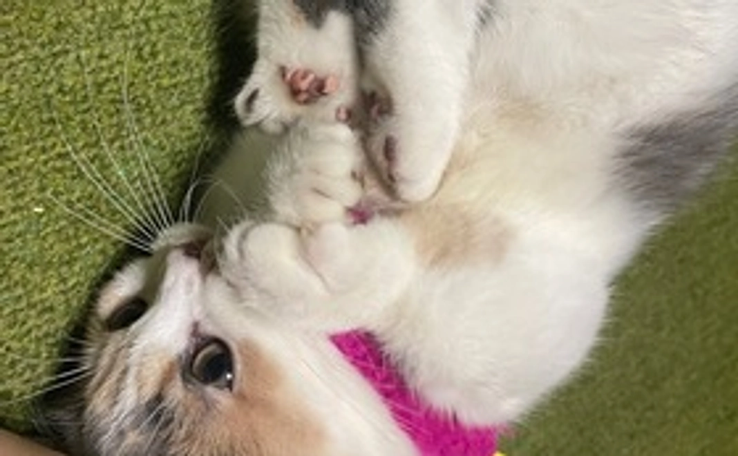 頑張れもなか 500