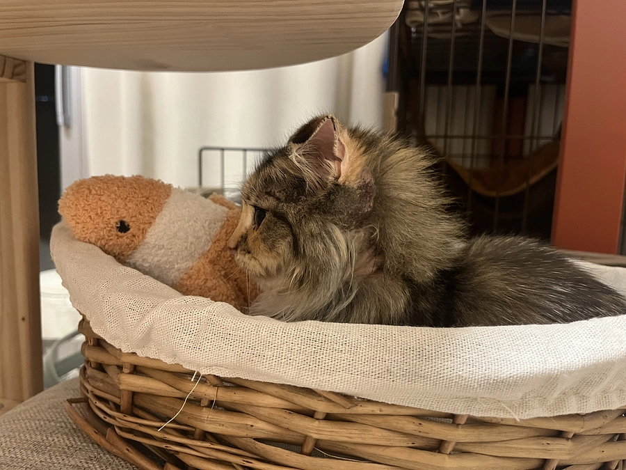 クラウドファンディング1日目、投薬45日目