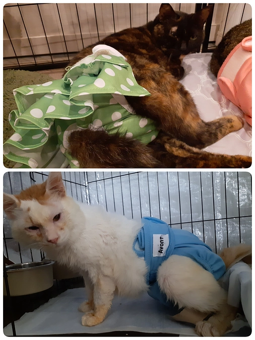 【くるみちゃん】とはじめましての【つきまろ君】