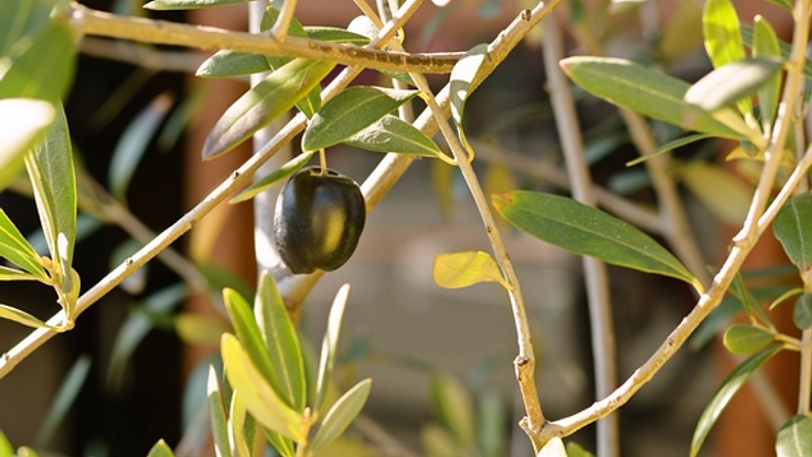 箕面市の休耕田をオリーブ園に開拓し、大阪初のオリーブオイルを