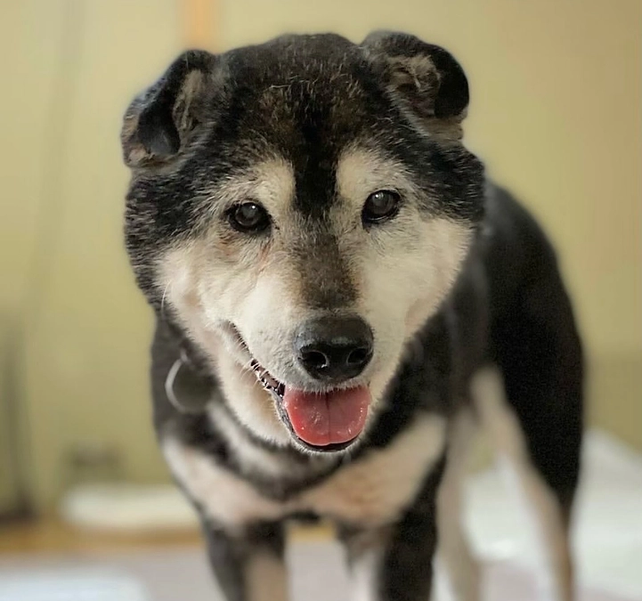 【保護犬紹介】垂れ耳がチャームポイントの、柴の男の子♪