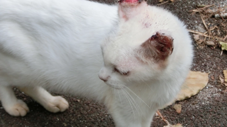 石垣島の飼い主のいない猫たちに、治療を受けさせたい！