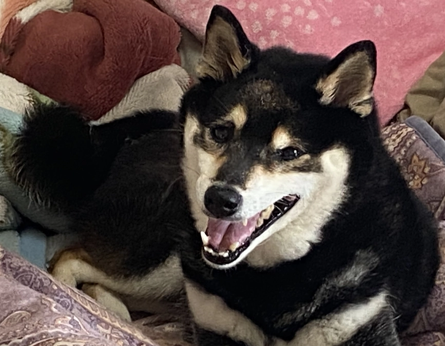 小鉄は頑張り屋