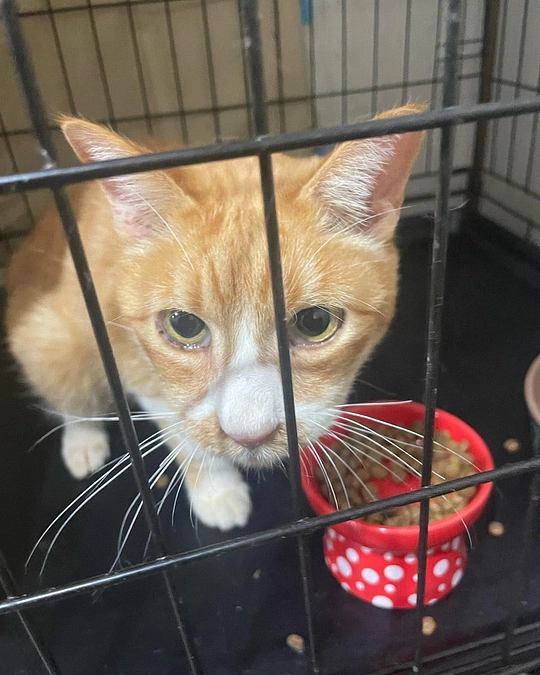 応援ありがとうございます