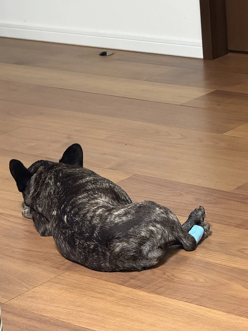 ベラ、10回目の放射線治療