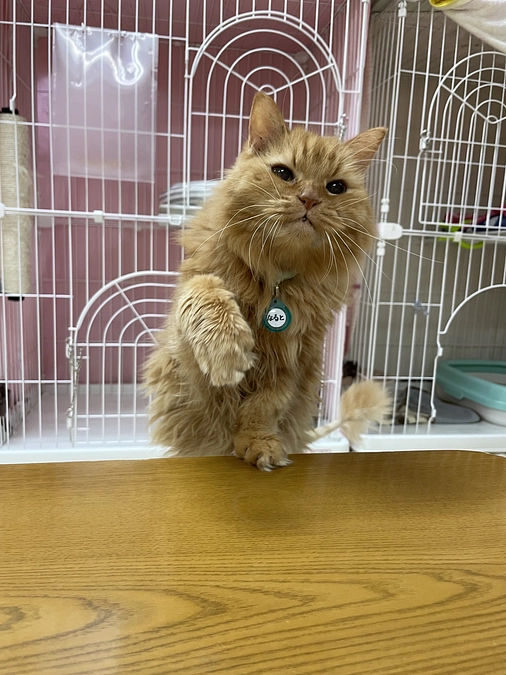 ナルトくんが教えてくれた「諦めないこと」と被災地の猫たちの未来のために