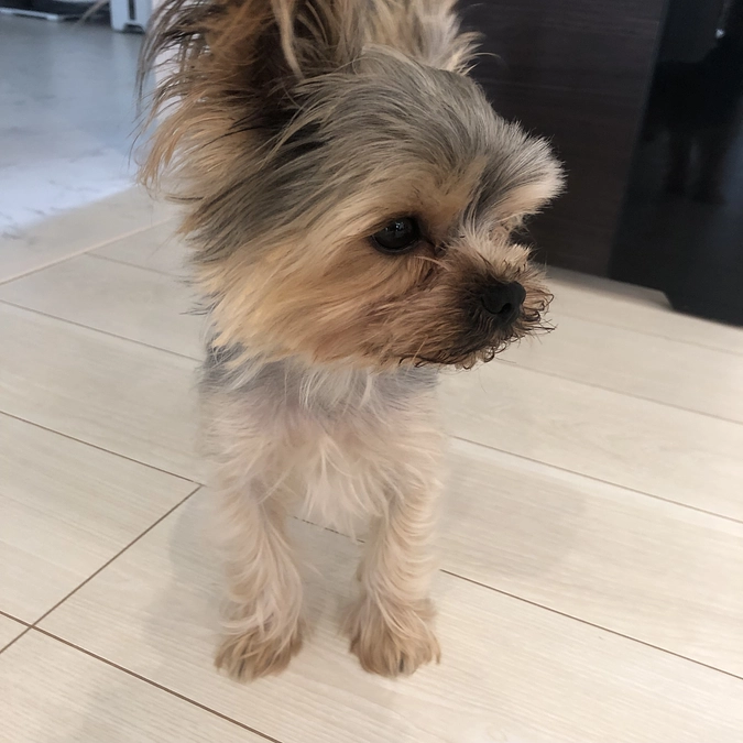 手術日が決まりました