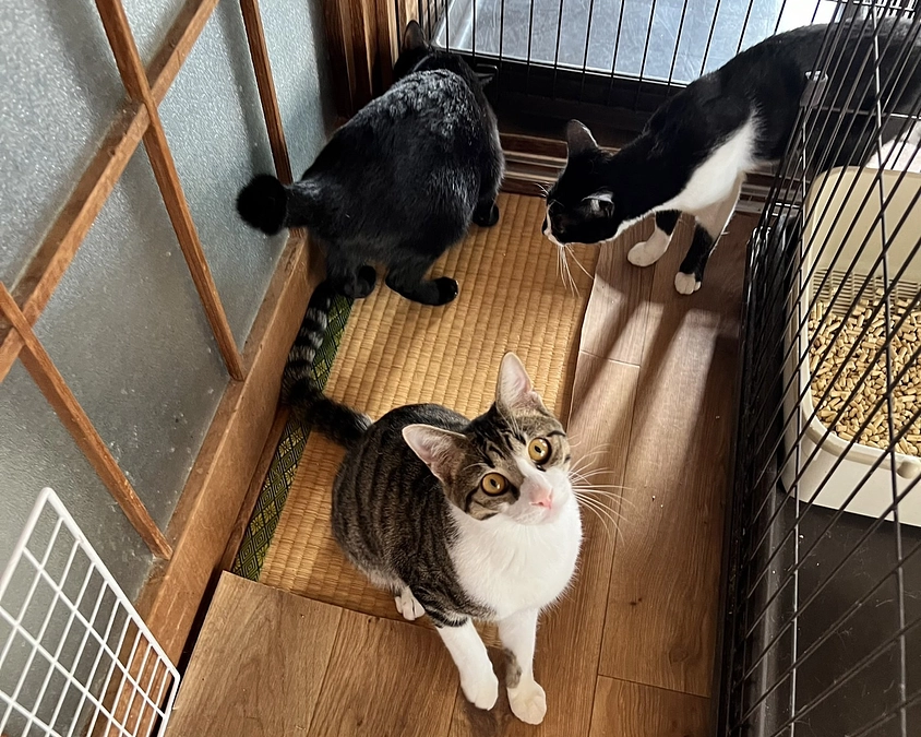 本日シェルター大掃除